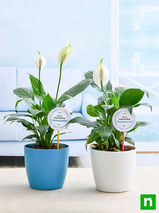 best 2 peace lily plants for our understanding friendship 