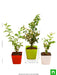 best 3 aromatic plants pack 