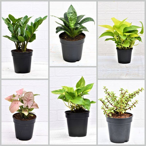 best 6 air purifying indoor plants pack - plant