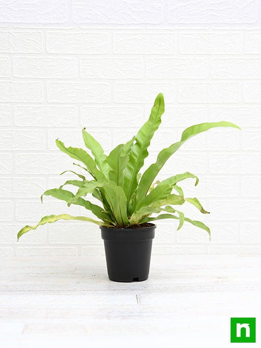 bird nest fern reproduction Buy Bird Nest Fern, Asplenium nidus