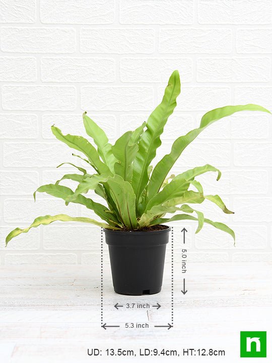 bird nest fern - plant