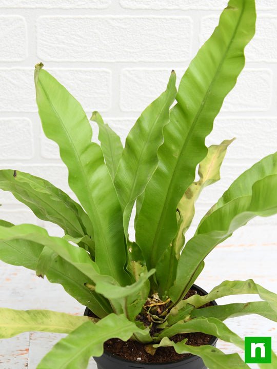 bird nest fern - plant