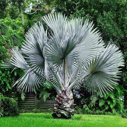bismarckia palm - plant