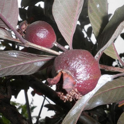 black guava - plant