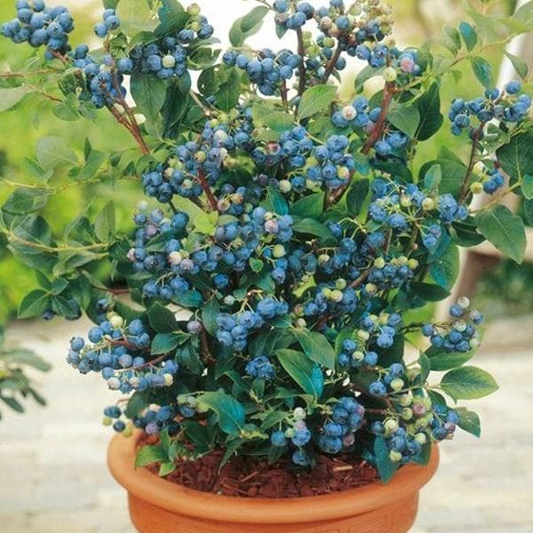 blueberry - plant