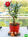 bonsai looking adenium with amazing monks for special occasions 