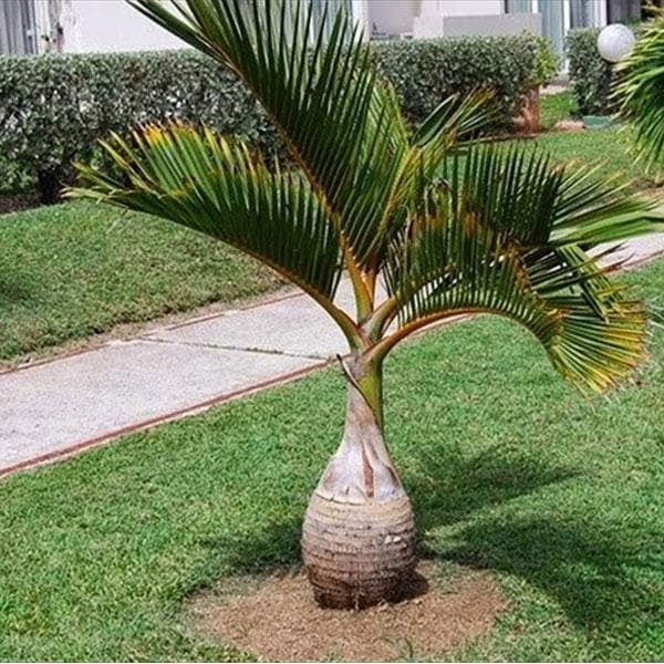 bottle palm with trunk - plant