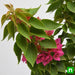 bougainvillea dwarf (pink) - plant