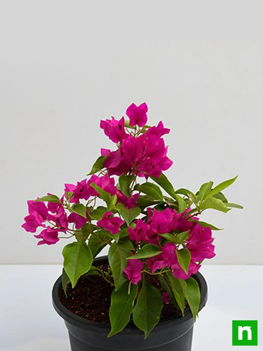 Buy Bougainvillea (Pink) - Plant online from Nurserylive at lowest price.