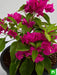 bougainvillea (pink) - plant