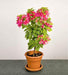 bougainvillea variegated (pink and white flower) - plant