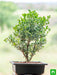 boxwood bonsai - plant