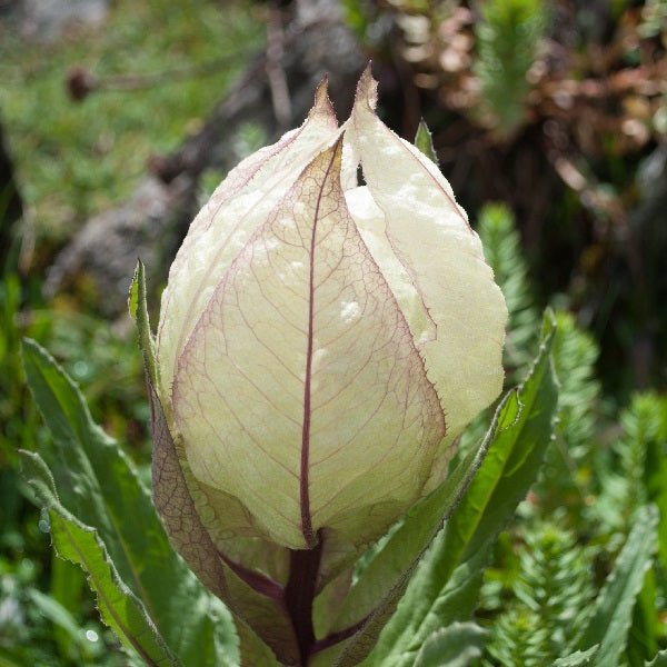 brahma kamal indoor or outdoor plant Buy Brahma Kamal, Saussurea Obvallata