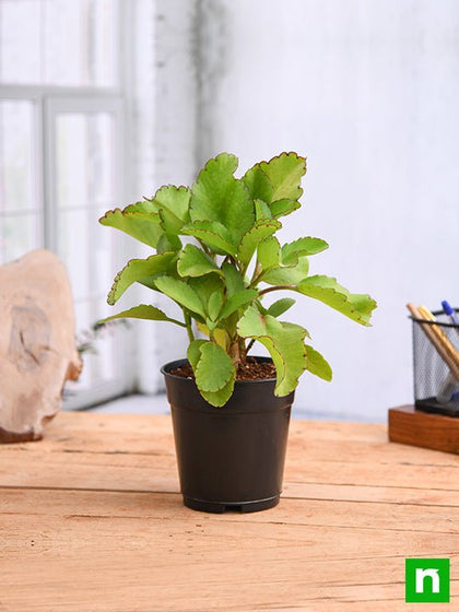 Buy Bryophyllum, Panfuti