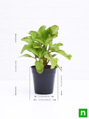bryophyllum - plant