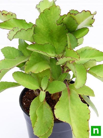 Buy Bryophyllum, Panfuti