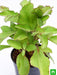 bryophyllum - plant