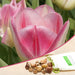 tulip alibi (pink) - bulbs (set of 5)