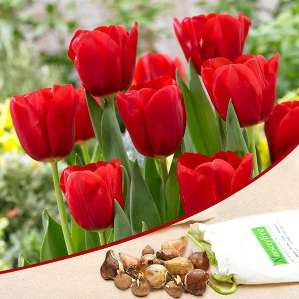 tulip (red) - bulbs (set of 5)