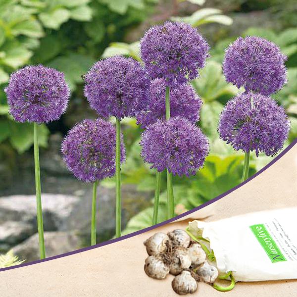 allium caeruleum serum (purple) - bulbs (set of 5)
