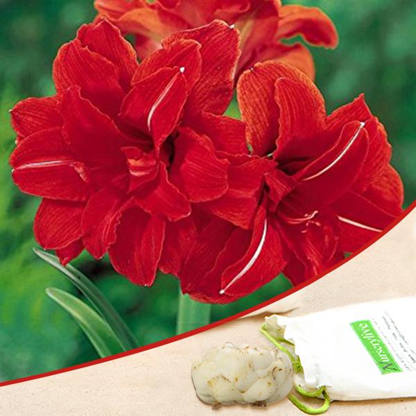 amaryllis lily double (mix colors) - bulbs (set of 5)