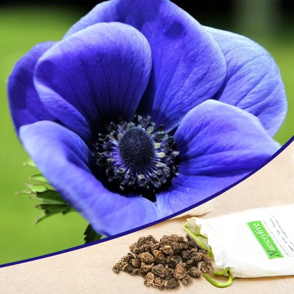 anemone (dark blue crown) - bulbs (set of 5)