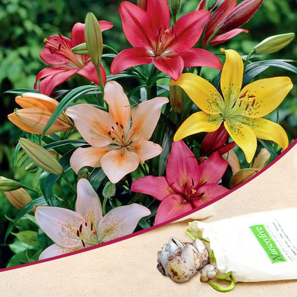 Buy Asiatic Lilies Flower Bulbs Online From Nurserylive At Lowest Price buy-asiatic-lilies-flower-bulbs-online-from-nurserylive-at-lowest-price