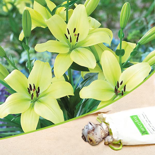 Buy Asiatic Lily, Trebbiano Longiflorum (Soft Yellow) - Bulbs (set of 5)  online from Nurserylive at lowest price.