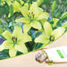 asiatic lily - bulbs (set of 5)