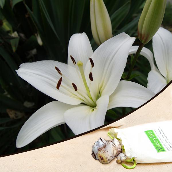 asiatic lily (white) - bulbs (set of 5)