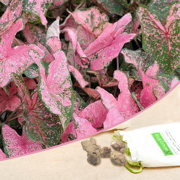 Buy Caladium Flower Bulbs online from Nurserylive at lowest price.