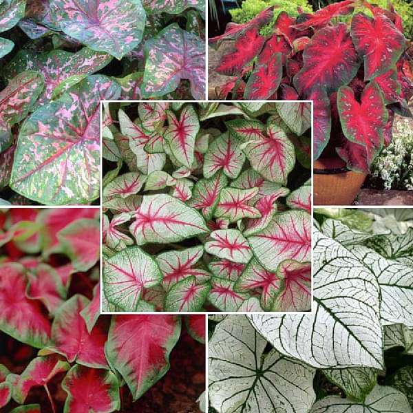 caladium (random color) - bulbs (set of 10)