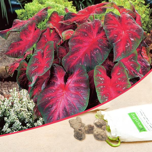 Buy Caladium Flower Bulbs online from Nurserylive at lowest price.