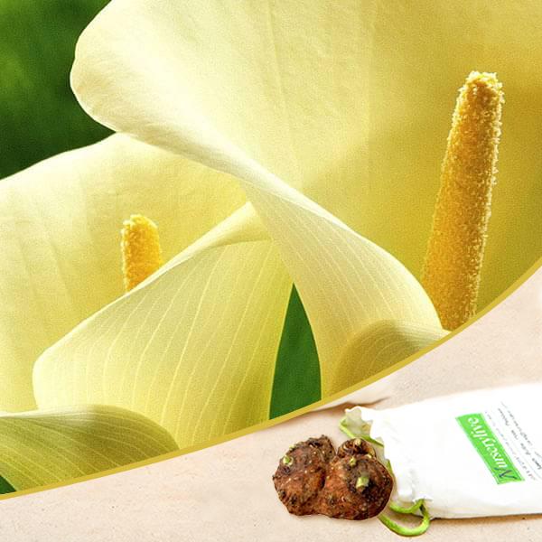 Buy Calla Lily (Creamy White)