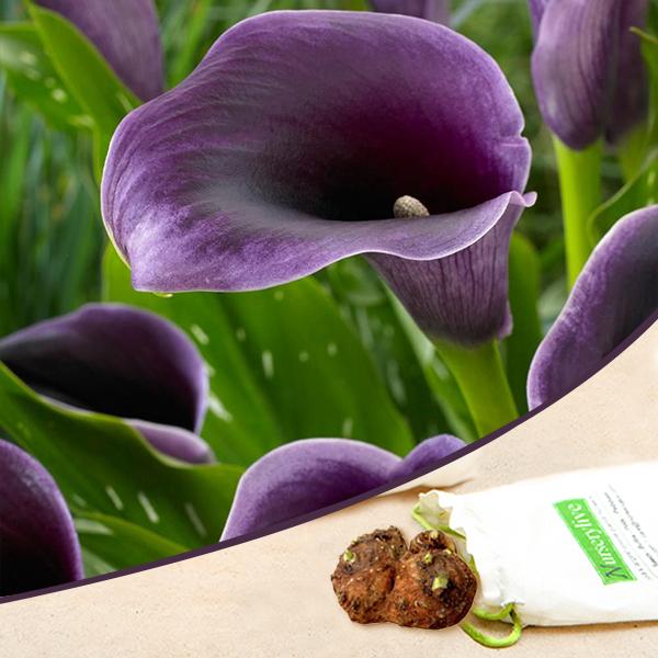 lavender lily plant Buy Calla Lily (Lavender)