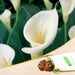 calla lily (white) - bulbs (set of 5)