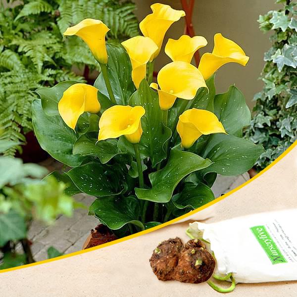 calla lily (yellow) - bulbs (set of 5)