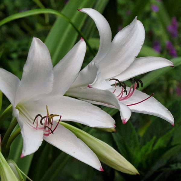 white spider crinum lily amoenum Buy Crinum Amoenum (White)