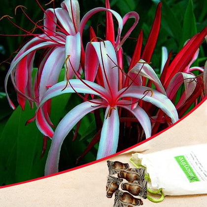 asiatic crinum lily Buy Crinum Lily (Red)