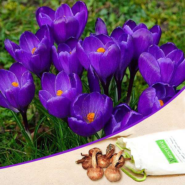 crocus flower record (purple) - bulbs (set of 5)