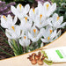 crocus jeanne d arc (white) - bulbs (set of 5)