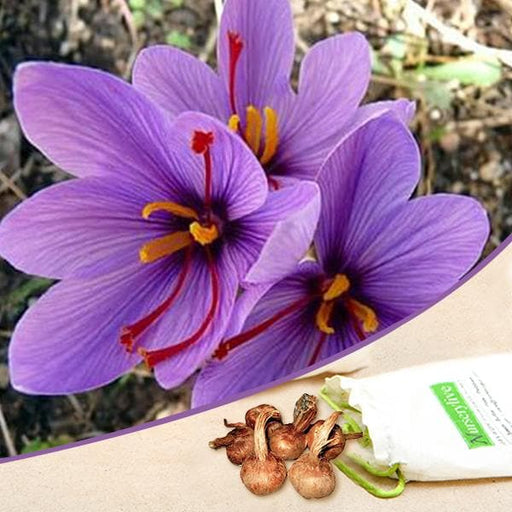 crocus sativus - bulbs (set of 5)