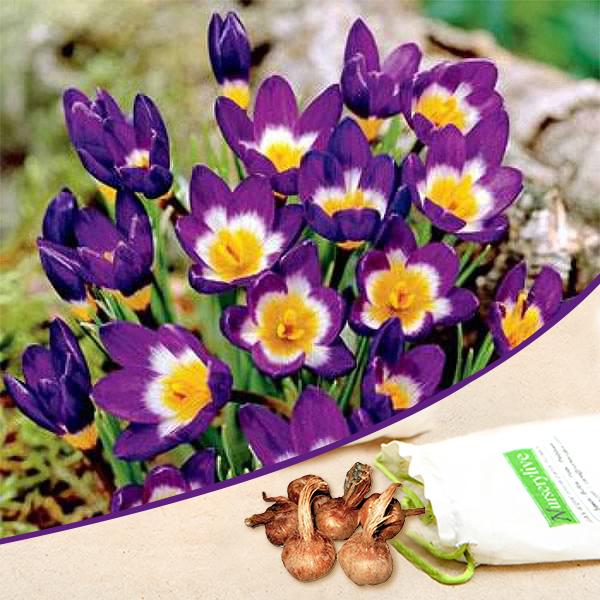 crocus siberi tricolour (purple - bulbs (set of 5)