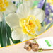 daffodil blues popeye (white) - bulbs (set of 5)