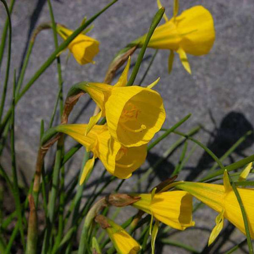 daffodil extremadura (yellow) - bulbs (set of 5)