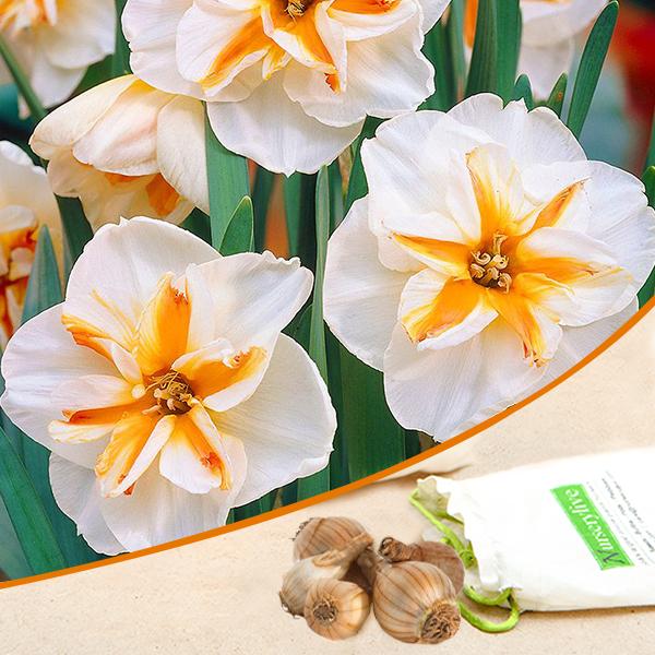 daffodil broadway star (white) - bulbs (set of 5)