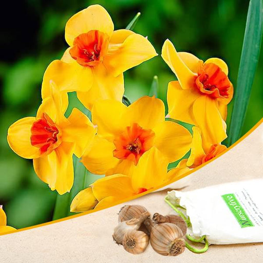 daffodil estremadura - bulbs (set of 5)
