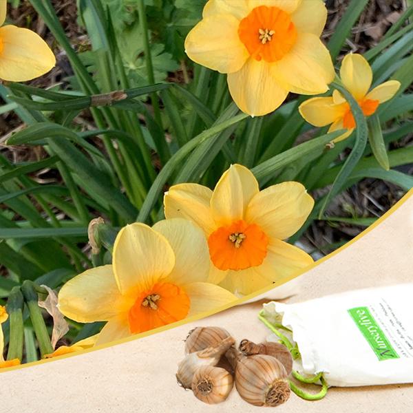 daffodil romaine (yellow - bulbs (set of 5)