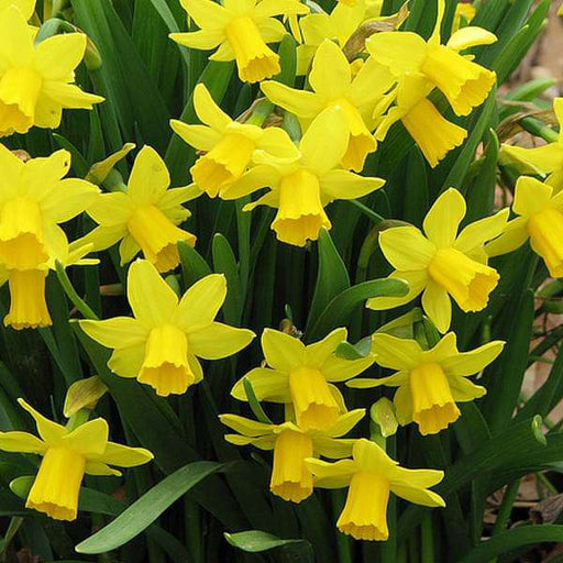 daffodil twinkle (yellow) - bulbs (set of 5)