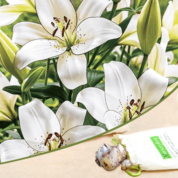 white eyeliner lily Buy Eyeliner Asiatic Lily (White)